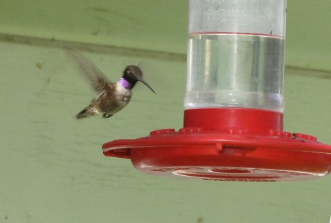 Black-chinned Hummingbird at feeder